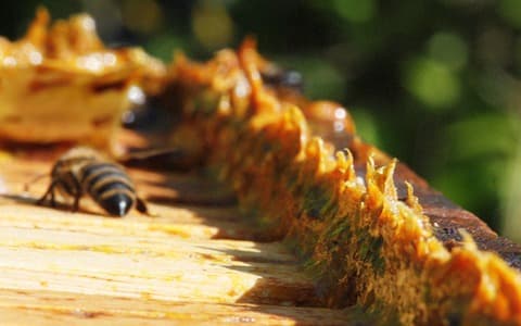 تصویر 2 از قیمت خرید عسل اسطوخودوس طبیعی + فروش ویژه